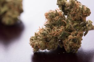 乾燥大麻